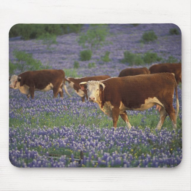 Tapis De Souris États-Unis, Texas, Texas Hill Country, Hereford (Devant)
