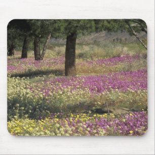 Tapis De Souris États-Unis, Texas, Verveine des sables et Primrose