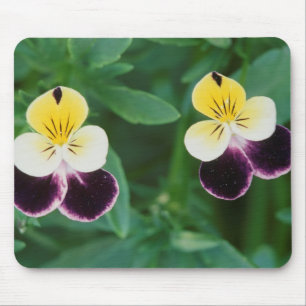 Tapis De Souris États-Unis, Utah, Cache Valley, Johnny Jump Up