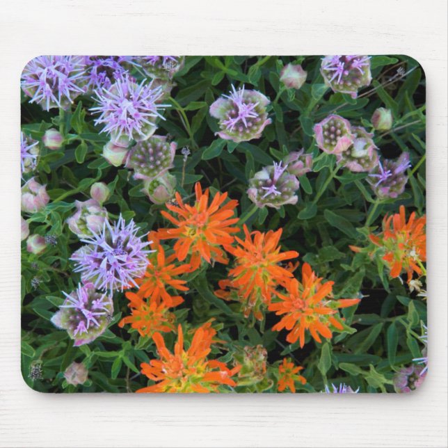 Tapis De Souris États-Unis, Utah, Forêt nationale d'Uinta-Wasatch- (Devant)