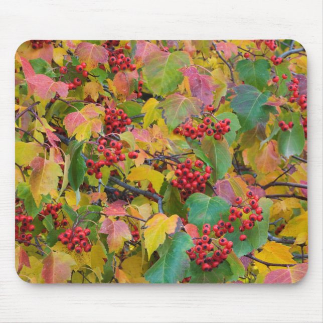 Tapis De Souris États-Unis, Washington, comté de Spokane, Hawthorn (Devant)