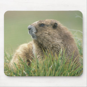 Tapis De Souris États-Unis, Washington, Pôle olympique, Marmotte o