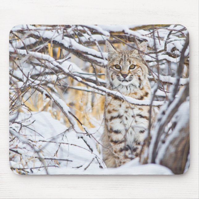 Tapis De Souris États-Unis, Wyoming, Bobcat (Devant)