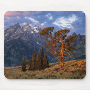 Tapis De Souris États-Unis, Wyoming, Grand Teton NP. Un cèdre soli