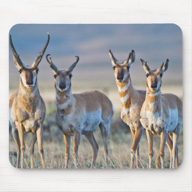 Tapis De Souris Etats-Unis, Wyoming, quatre dollars d'antilope Pro (Devant)