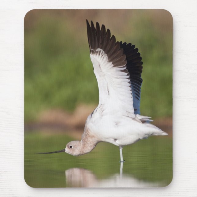 Tapis De Souris Étendue Avocet américaine (Devant)