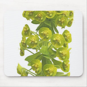 Tapis De Souris Euphorbe