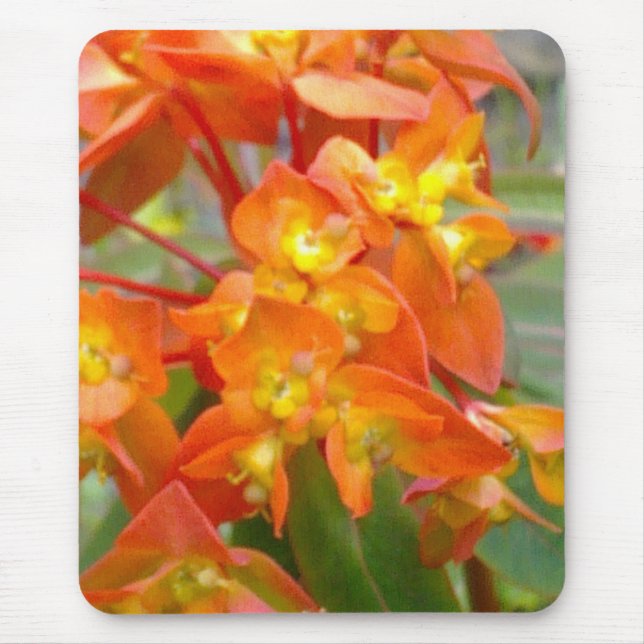 Tapis De Souris Euphorbe orange Mousepad (Devant)