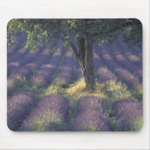 Tapis De Souris Europe, France, Provence, Sault, Lavande