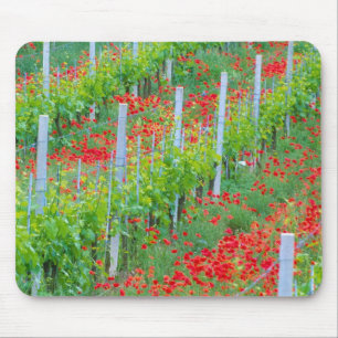 Tapis De Souris Europe, Italie, Toscane. Coquelicots rouges coloré