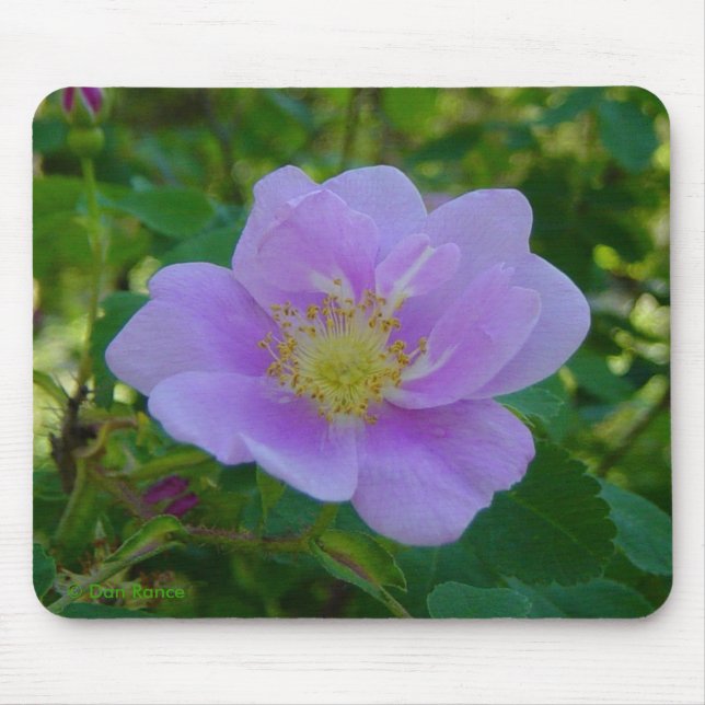 Tapis De Souris F37 Rose sauvage (Devant)