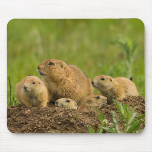 Tapis De Souris Famille de chiens de prairie sur un terrier