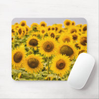 Farms | A Sunflower Field