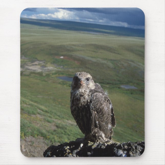 Tapis De Souris faucon gerfaut, Falco rusticolus, juvénile (Devant)