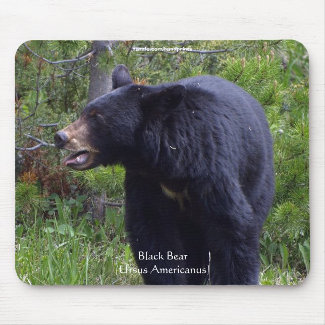 Tapis de souris faune Ours noir et forêt de pins (Devant)