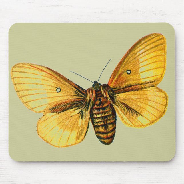 Tapis De Souris femelle de Bombyx quercus (Devant)