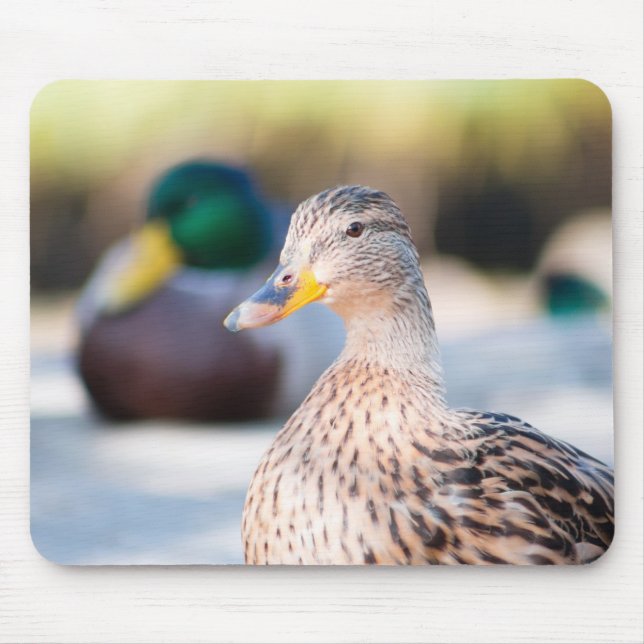 Tapis De Souris Femme Mallard (Devant)
