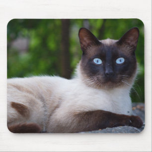Tapis De Souris Fermer un chat siamois