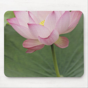 Tapis De Souris Fermeture de la fleur de Lotus, Nelumbo nucifera),