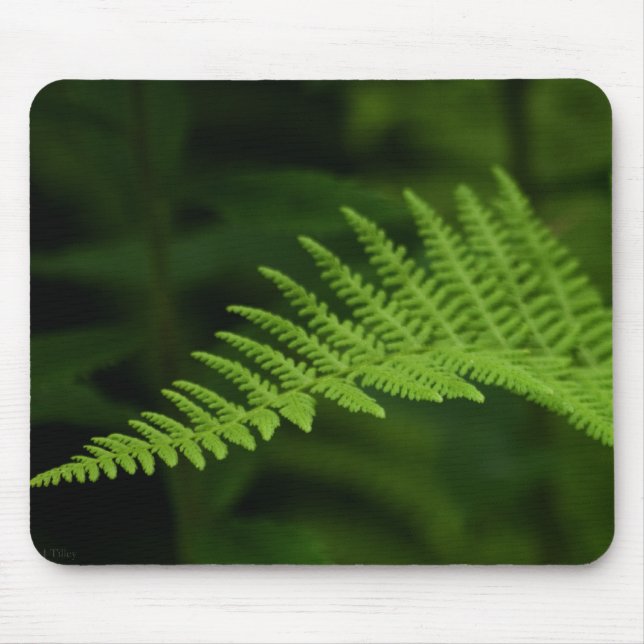 Tapis De Souris Fern P6597 Mousepad (Devant)