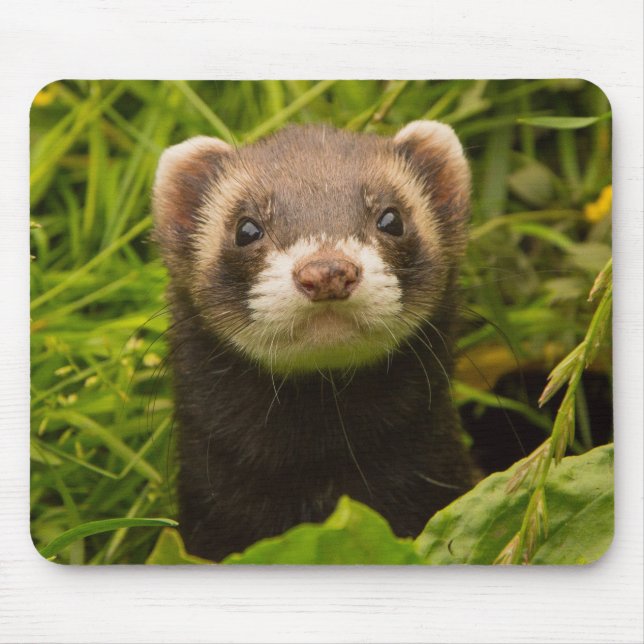 Tapis De Souris Ferret pour animaux dans l'herbe (Devant)