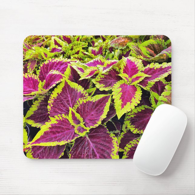 Tapis De Souris Feuilles colorées de Coleus (Avec souris)