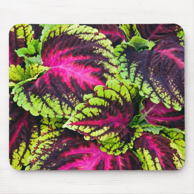 Tapis De Souris Feuilles Plantes de Coleus (Devant)