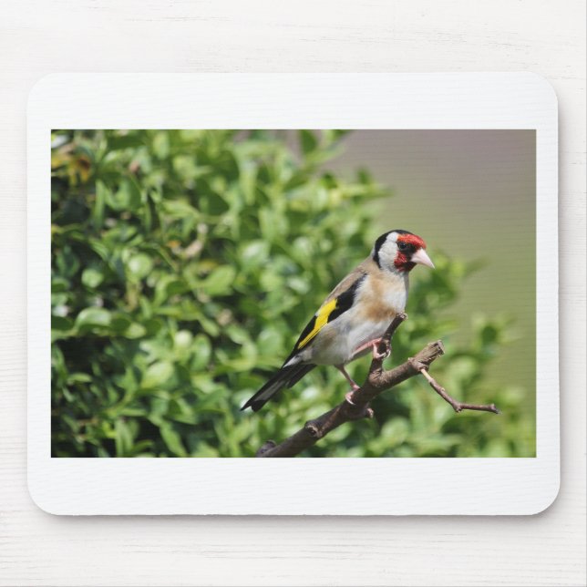 Tapis De Souris FInch (Devant)