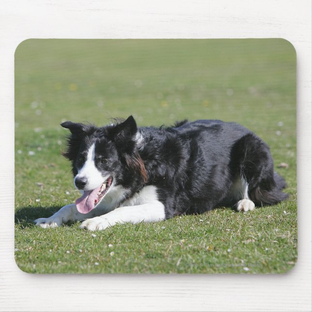 Tapis De Souris Fixation de border collie (Devant)