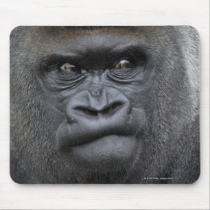 Tapis De Souris Flachlandgorilla, Gorilla