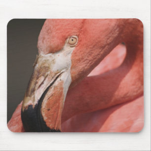 Tapis De Souris Flamant du Chili, Phoenicopterus chilensis