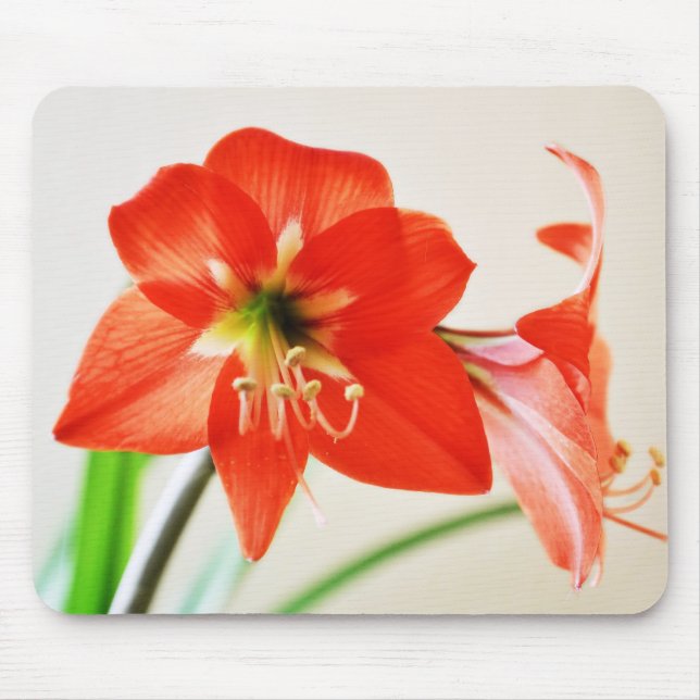 Tapis De Souris Fleur Amaryllis rouge (Devant)