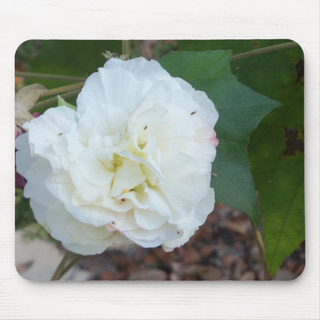 Tapis De Souris fleur blanche d'hibiscus mutabilis (Devant)