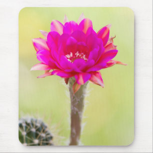 Tapis De Souris Fleur de cactus d'antimatière