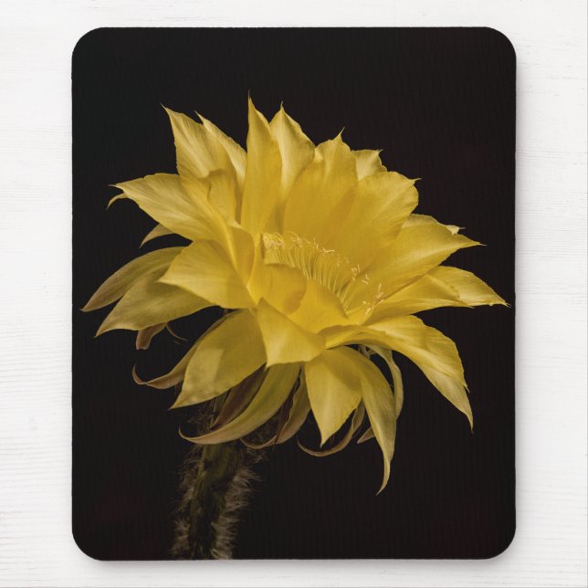 Tapis De Souris Fleur de cactus jaune (Devant)