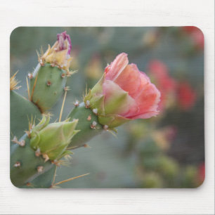 Tapis De Souris Fleur de cactus rose commençant à éclore