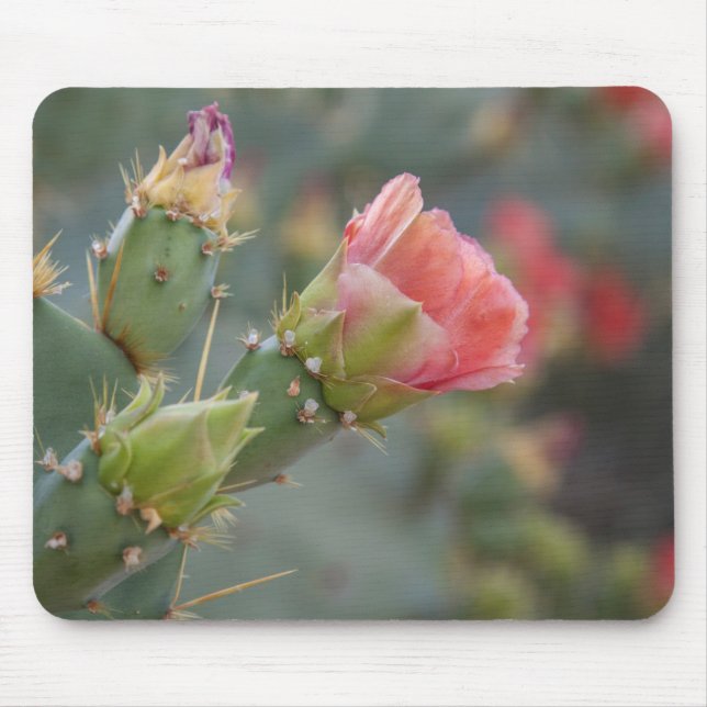 Tapis De Souris Fleur de cactus rose commençant à éclore (Devant)