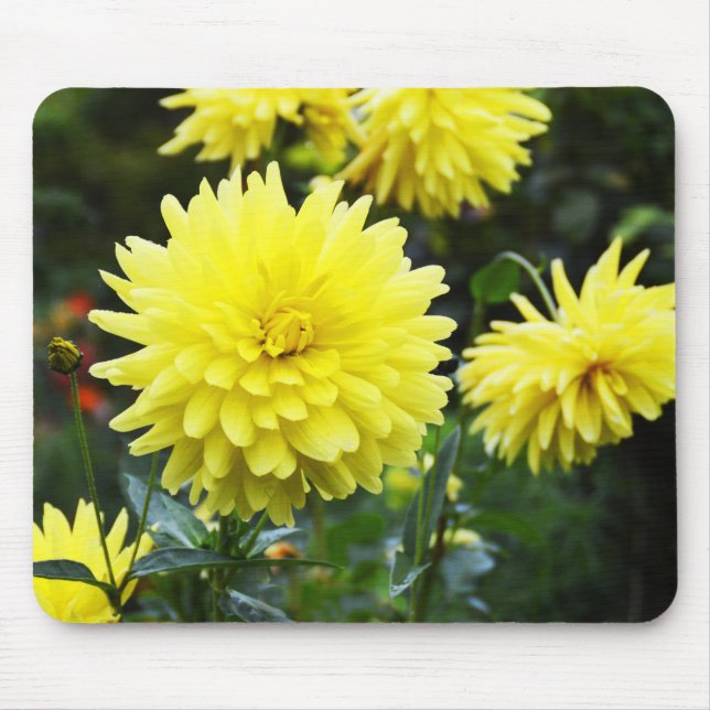 Tapis De Souris Fleur de dahlias jaune (Devant)