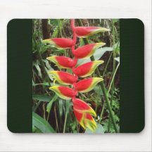 Fleur de griffe de homard - Heliconia Rostrata