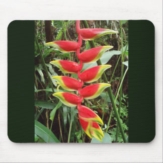 Tapis De Souris Fleur de griffe de homard - Heliconia Rostrata