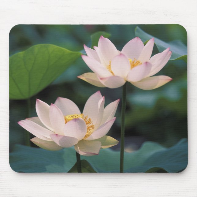 Tapis De Souris Fleur de Lotus en fleurs, Chine (Devant)