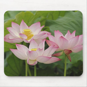 Tapis De Souris Fleur de lotus, Nelumbo nucifera, Chine 2