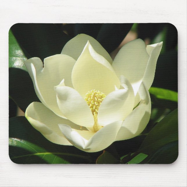 Tapis De Souris Fleur de magnolia (Devant)