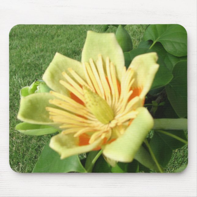 Tapis De Souris Fleur de peuplier de tulipe (Devant)