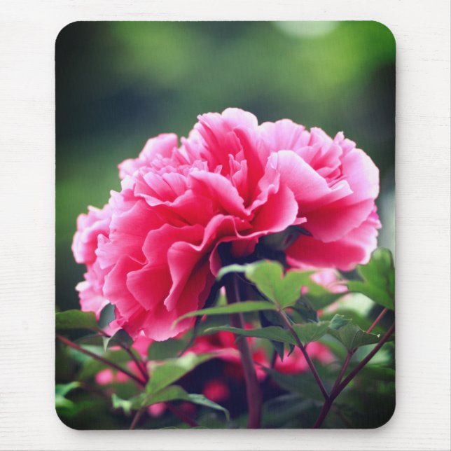 Tapis De Souris Fleur de pivoine rose dans le jardin-33333 (Devant)