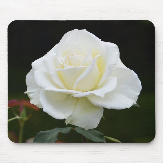 Tapis De Souris Fleur de rose blanche (Devant)