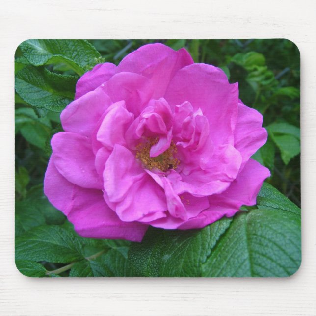 Tapis De Souris fleur de rose rose, violette (Devant)