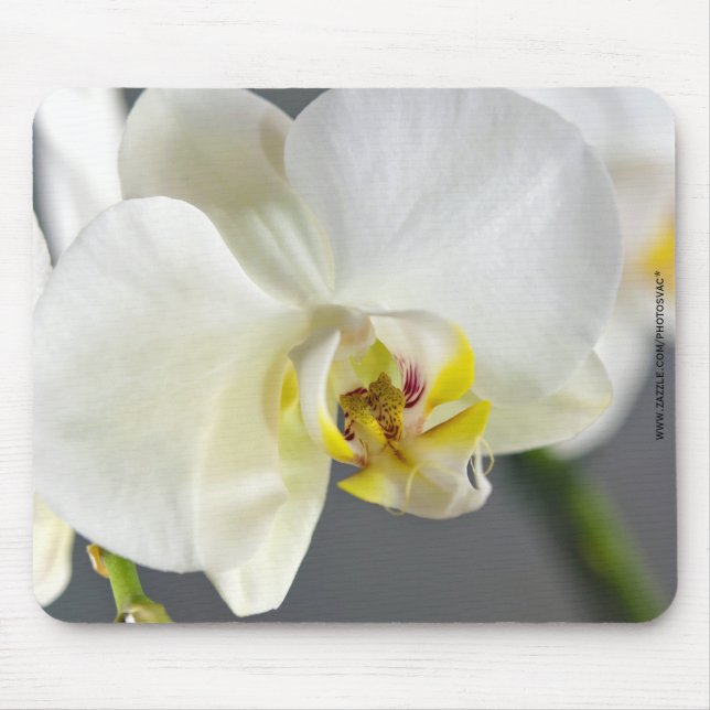 Tapis De Souris Fleur d'orchidée blanche (Devant)