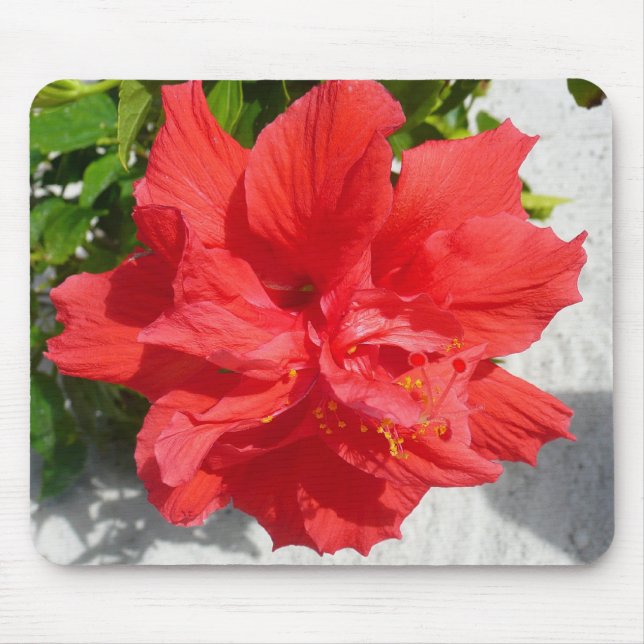 Tapis De Souris Fleur double hibiscus rouge (Devant)