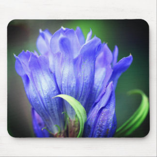 Tapis De Souris Fleur Gentienne Bleue
